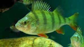 Perch: opis, obroki, videz, velikost, fotografija, video, drstenje, vedenje, recepti.